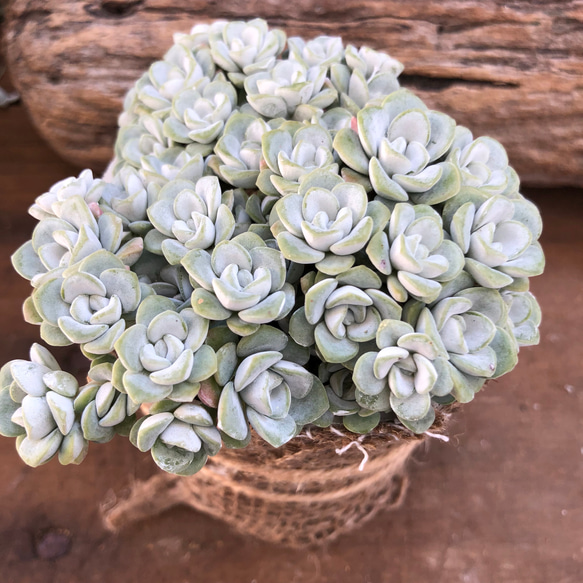 モリモリ♡美苗♡白雪ミセバヤ♡多肉植物♡セダム♡ 3枚目の画像