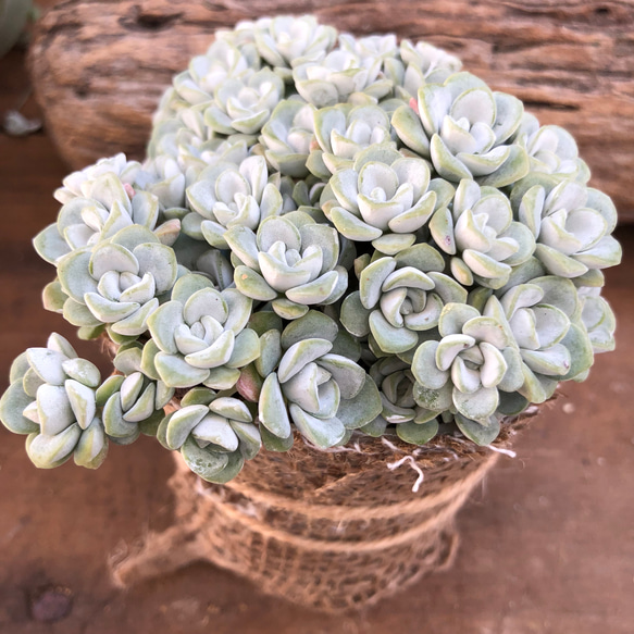 モリモリ♡美苗♡白雪ミセバヤ♡多肉植物♡セダム♡ 5枚目の画像