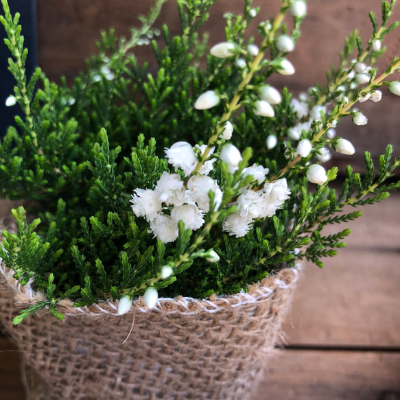 希少♡八重咲き♡ホワイト♡カルーナ♡ブルガリス♡ガーデニング