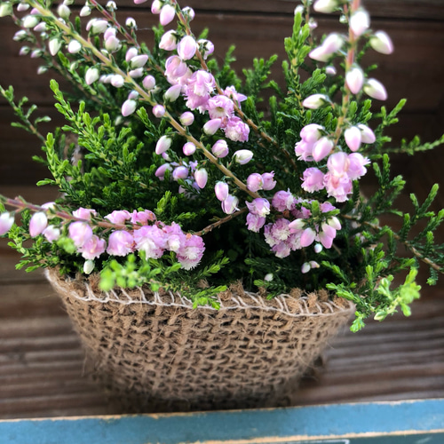 希少♡八重咲き♡ピンク♡カルーナ♡ブルガリス♡観葉植物♡ アート