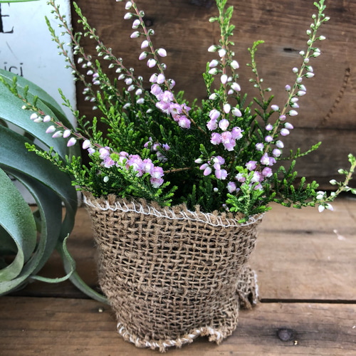 希少♡八重咲き♡ピンク♡カルーナ♡ブルガリス♡観葉植物♡ アート