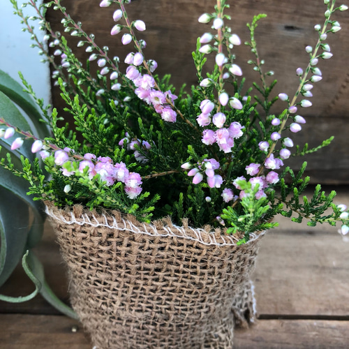 希少♡八重咲き♡ピンク♡カルーナ♡ブルガリス♡観葉植物♡ アート