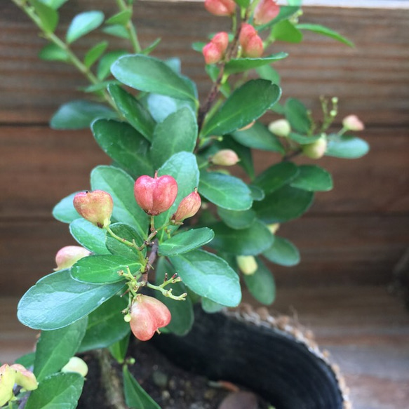 毎年大きく♡ハートのなる木♡ハートツリー♡観葉植物♡ガーデニング 2枚目の画像