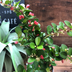 毎年大きく♡ハートのなる木♡ハートツリー♡観葉植物♡ガーデニング 3枚目の画像