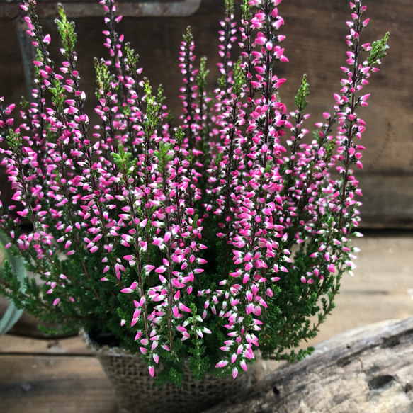 ピンクの花色♡ブルガリス♡オータムパレット♡カルーナ♡豪華♡ガーデニング 2枚目の画像