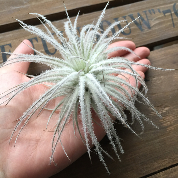 ふわふわ♡希少♡テクトラム♡エアープランツ♡多肉植物♡インテリア 3枚目の画像