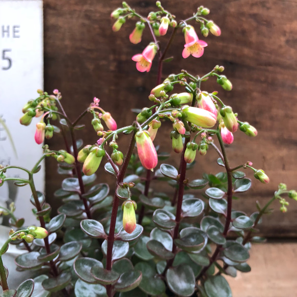 豪華な多肉植物♡ホーホー♡カランコエ♡ベル型の花♡ガーデニング 3枚目の画像