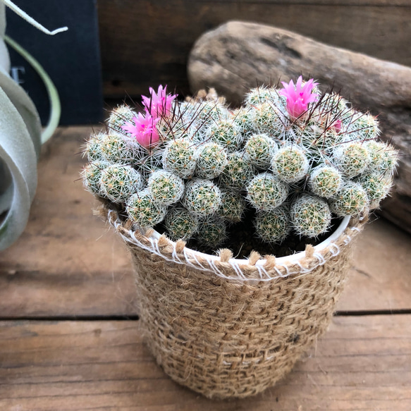 大人気♡赤花銀手毬♡2株♡サボテン♡多肉植物♡インテリア