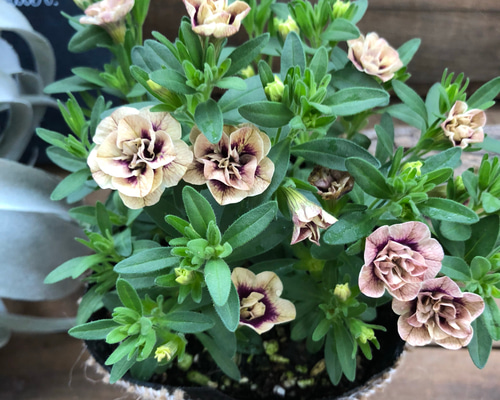 0_33231f46223dbc50cd408ae15cc9