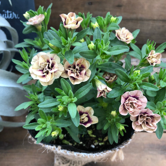 希少♡八重咲き♡アンティークシリーズ♡ティーフォシー♡カリブラコア