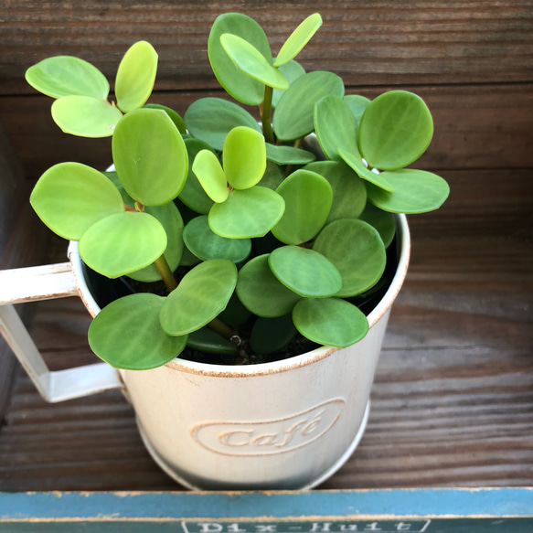 2点セット♡ホープ＋白カップ♡ペペロミア♡観葉植物♡インテリア♡ 2枚目の画像