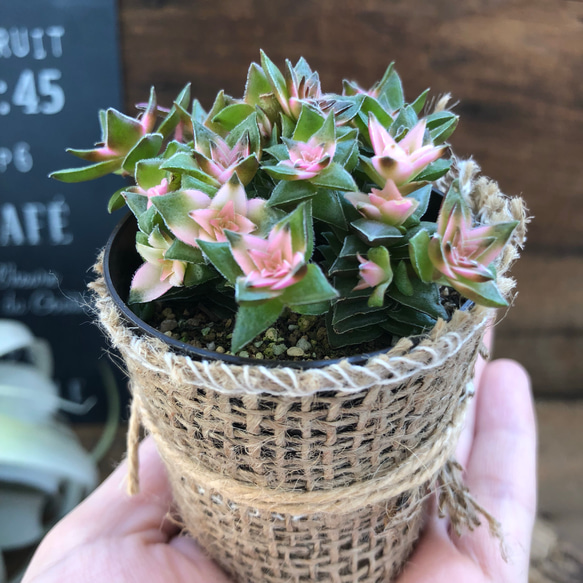 レア品種♡斑入り♡茜の塔錦♡クラッスラ♡多肉植物♡ガーデニング