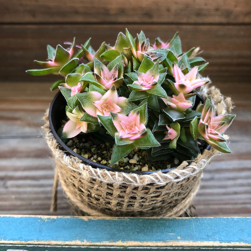 レア品種♡斑入り♡茜の塔錦♡クラッスラ♡多肉植物♡ガーデニング