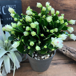 3個のみ♡プチダイヤモンド♡豪華な多肉植物♡デンマークカクタス