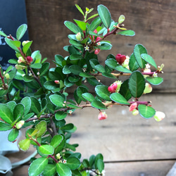 ハートのなる木♡ハートツリー♡毎年大きく♡観葉植物♡ガーデニング 5枚目の画像