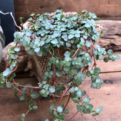 垂れ下がる♡ピレアグラウカ♡観葉植物♡ガーデニング♡インテリア 2枚目の画像