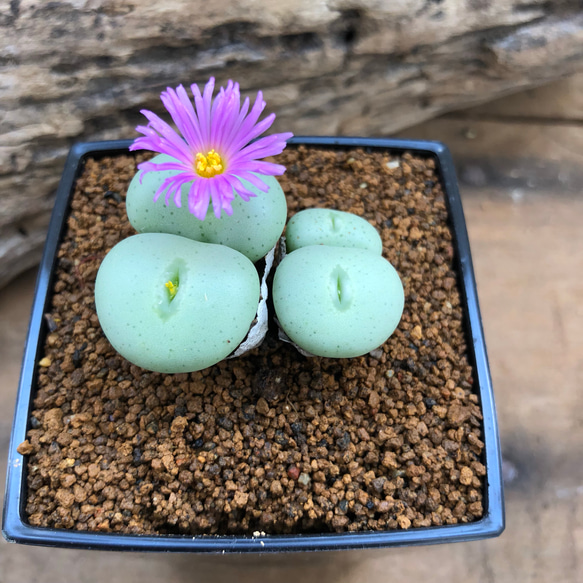 3個のみ♡丸いフォルム♡コノフィツム♡雨月♡花ありも♡メセン♡多肉植物 1枚目の画像