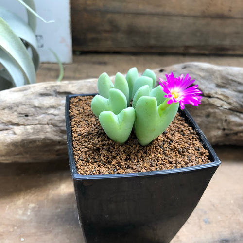 3個のみ♡嵐山♡コノフィツム♡ハートの葉っぱ♡多肉植物♡メセン