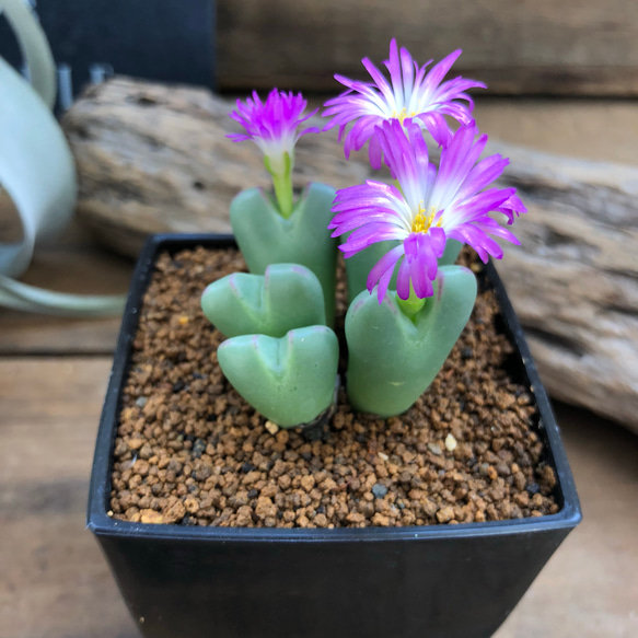 3個のみ♡花笠美人♡花が美しい♡コノフィツム♡多肉植物♡メセン 1枚目の画像