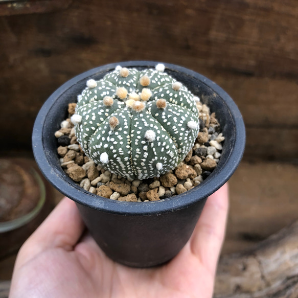 2個のみ♡希少♡兜丸♡サボテン♡おしゃれ♡多肉植物 2枚目の画像