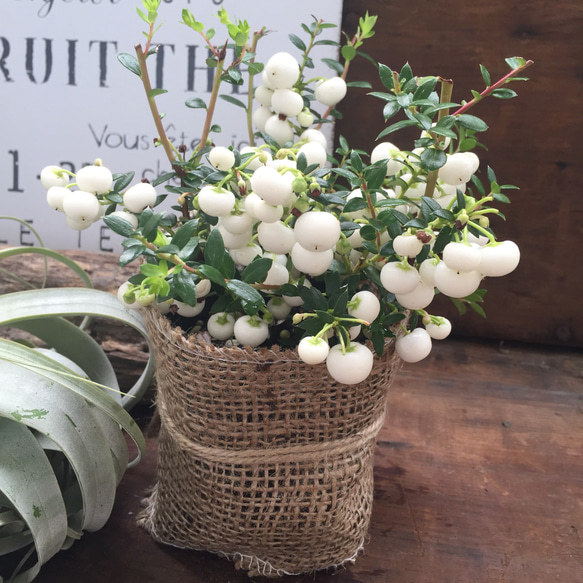 SALE♡真珠の木♡ホワイト♡パールツリー♡観葉植物 アートフラワー 