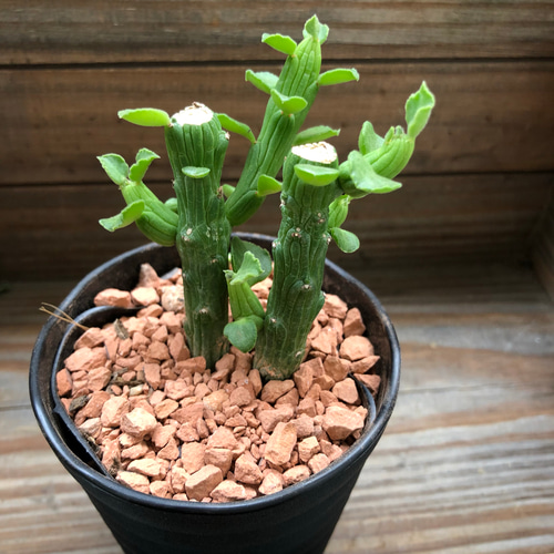 新商品♡モナデニウム♡エレンベッキー♡ユーフォルビア♡多肉植物