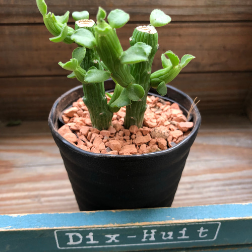 新商品♡モナデニウム♡エレンベッキー♡ユーフォルビア♡多肉植物