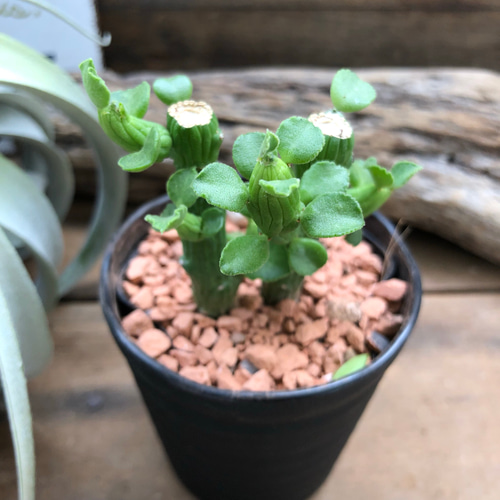 新商品♡モナデニウム♡エレンベッキー♡ユーフォルビア♡多肉