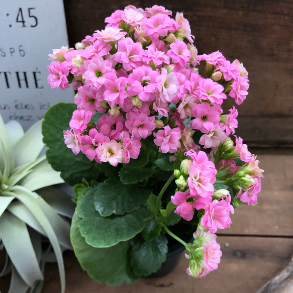 八重咲き♡豪華な多肉植物♡カランコエ♡ピンク♡インテリア♡観葉植物