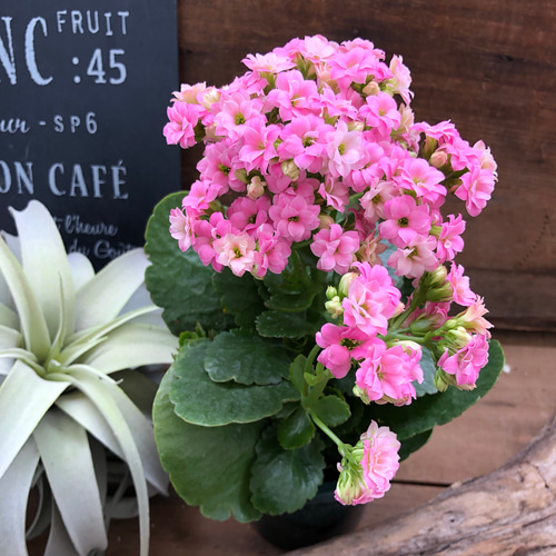 八重咲き♡豪華な多肉植物♡カランコエ♡ピンク♡インテリア