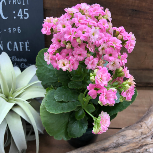 八重咲き♡豪華な多肉植物♡カランコエ♡ピンク♡インテリア♡観葉植物