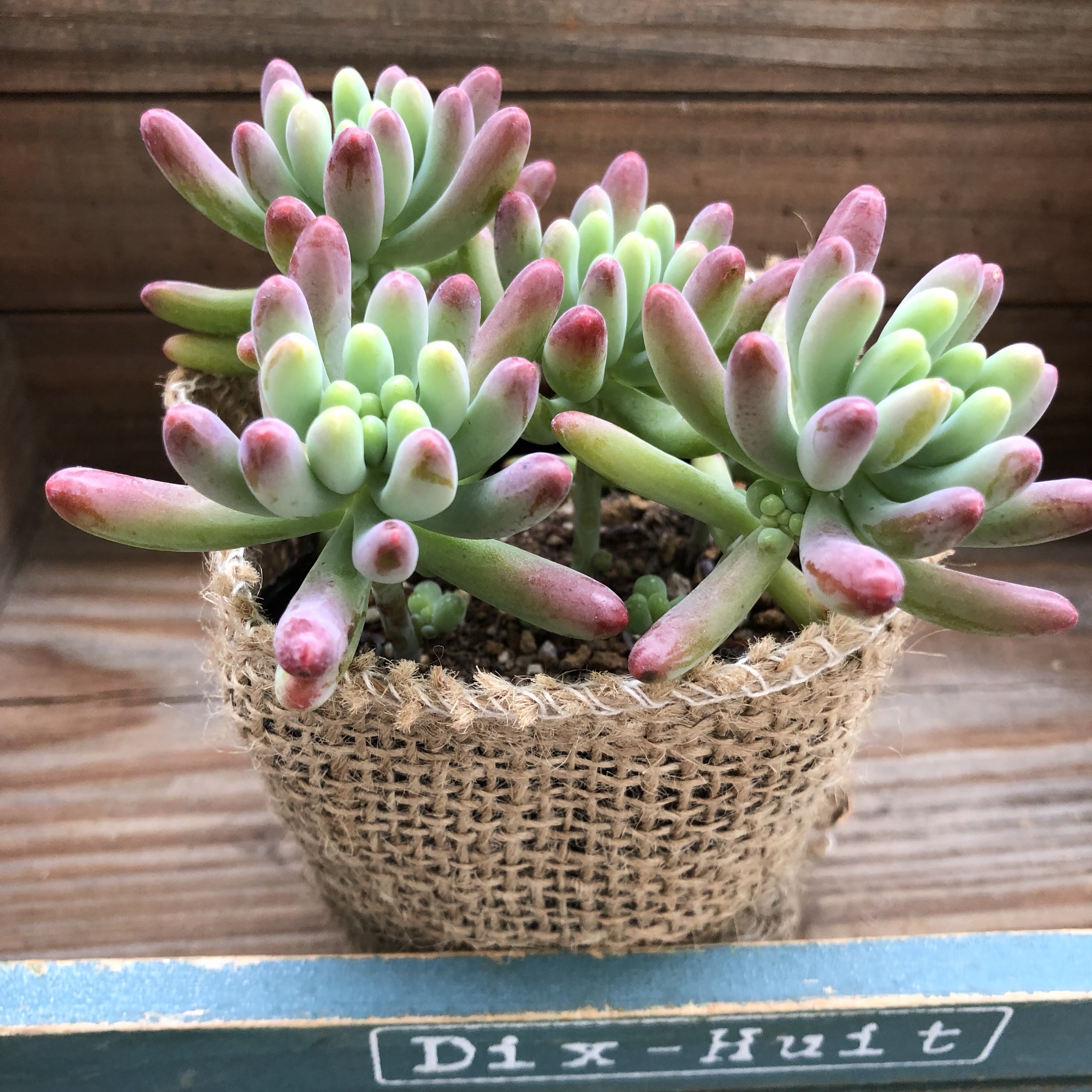 ★多肉植物　寄せ植え〜手作り　木製手押しカート　中　ピンク〜★ ほんのりピンク♡乙女心♡多肉植物♡セダム♡ガーデニング♡寄せ