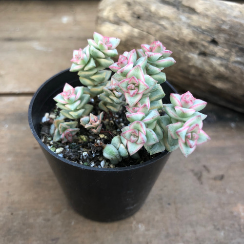 希少♡ピンクの縁取り♡パステル♡多肉植物♡クラッスラ♡インテリア