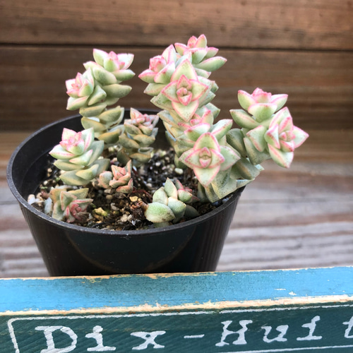 多肉植物 ピンクと緑のグラデーション*2 多肉植物 ピンクブライト 抜き苗の通販 by kanon's shop｜ラクマ