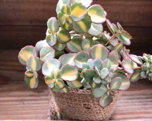 希少♡斑入りミセバヤ♡多肉植物♡セダム♡インテリア♡ガーデニング
