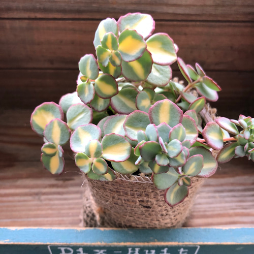 希少♡斑入りミセバヤ♡多肉植物♡セダム♡インテリア♡ガーデニング