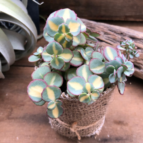 希少♡斑入りミセバヤ♡多肉植物♡セダム♡インテリア♡ガーデニング