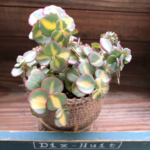 ✡斑入りミセバヤ カット苗 多肉植物 大株❤️斑入りミセバヤ☆抜き苗☆黄斑☆錦☆多肉植物の通販 by