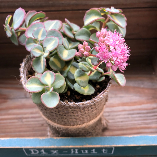 希少♡斑入りミセバヤ♡多肉植物♡セダム♡インテリア