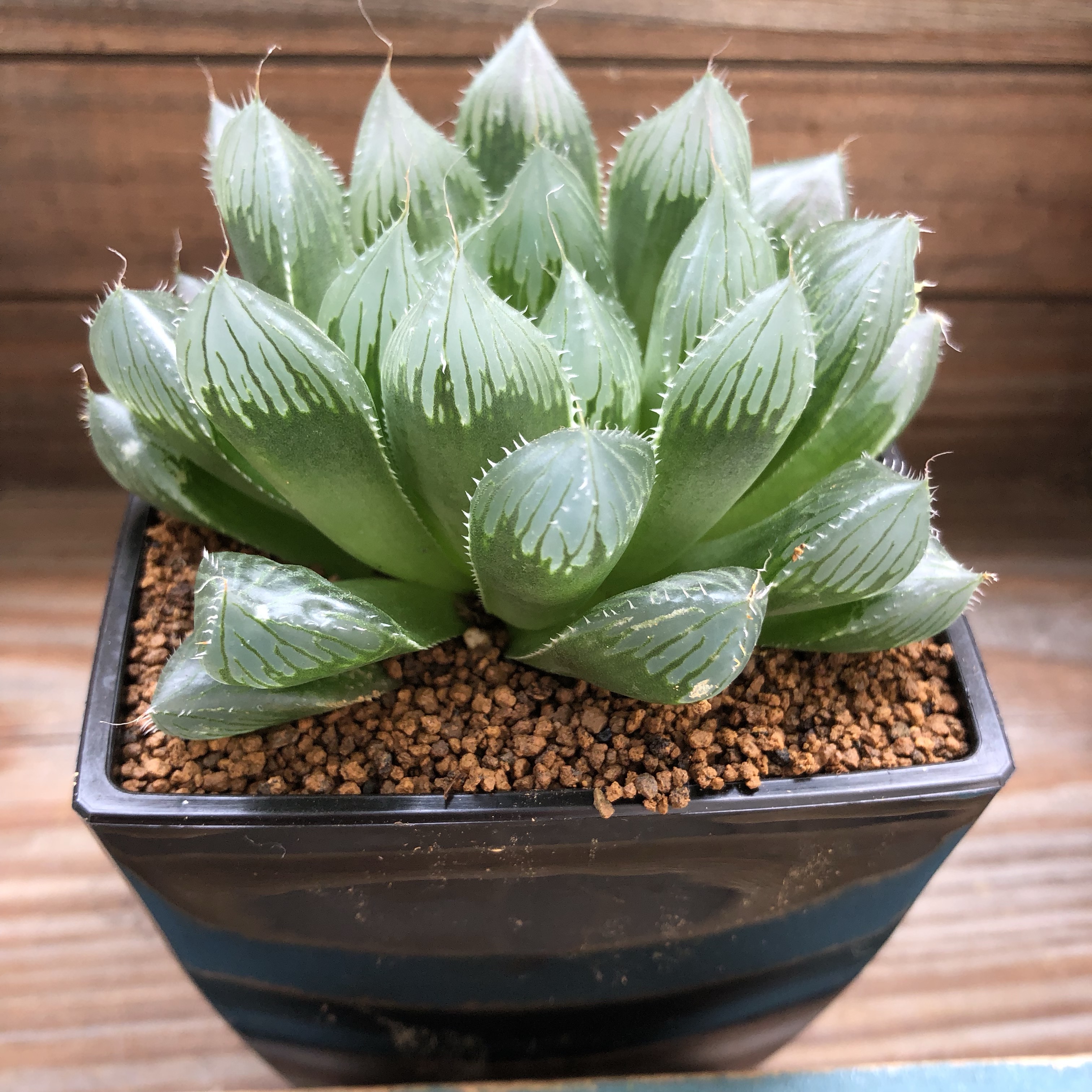 ブルーレンズ　大株・小粒　鉢付き植えたまま　極上品　高級 【激安】オブツーサ
