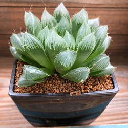 激安】オブツーサ ブルーレンズ 大株・小粒 鉢付き植えたまま