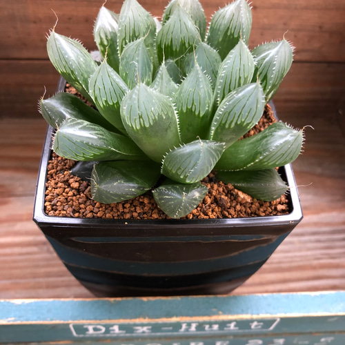 【激安】オブツーサ ブルーレンズ　大株・小粒　鉢付き植えたまま　極上品　高級 PREMIUM】 抜き苗 ブルーレンズオブツーサ 巨大群生 Haworthia