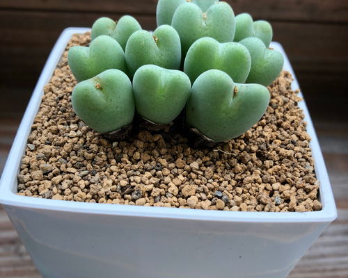 S27 オーダー出品 多肉植物リトープス/コノフィツム/メセン 抜き苗