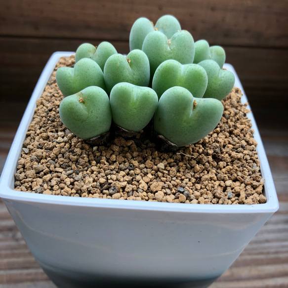 て*な様 多肉植物コノフィツム 17種セット名前付き Amazon.co.jp: 2個セット コノフィツム 花つき 多肉植物 メセン