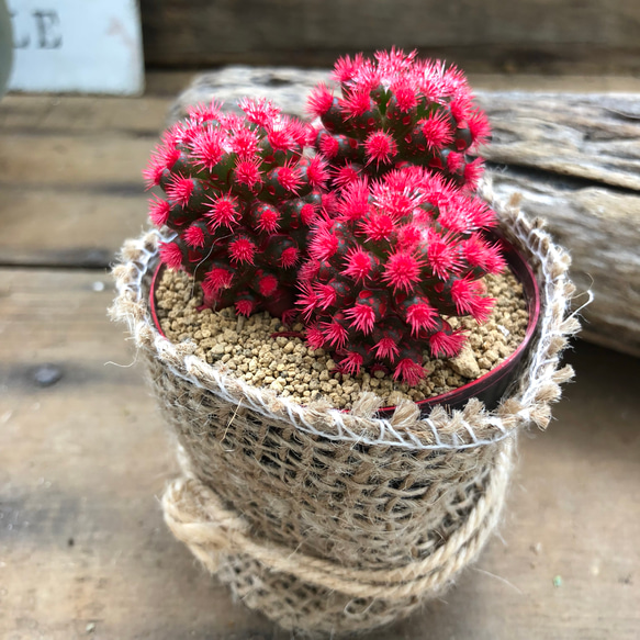 明日香姫♡赤色♡サボテン♡多肉植物♡インテリア♡ 5枚目の画像