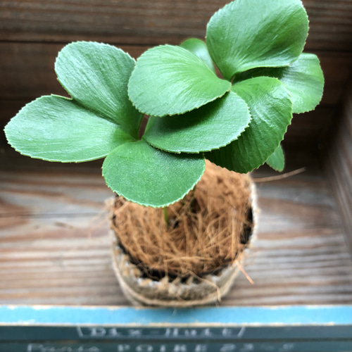 植木鉢　4つ　観葉植物　ガーデニング 四つ葉のザミア♡観葉植物♡インテリア♡ガーデニング♡多肉植物