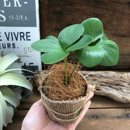 植木鉢　4つ　観葉植物　ガーデニング 四つ葉のザミア♡観葉植物♡インテリア♡ガーデニング♡多肉植物