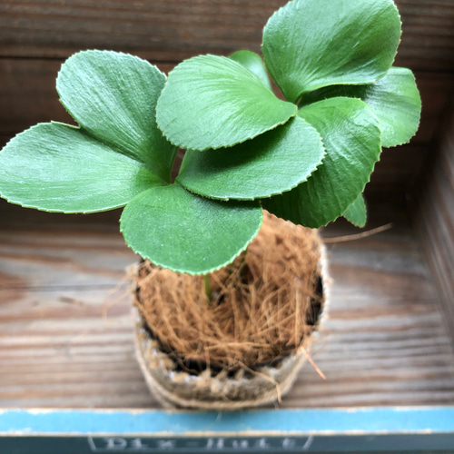 四つ葉のザミア♡観葉植物♡インテリア♡ガーデニング♡多肉植物