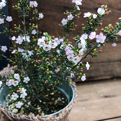 希少♡マイクロのお花♡マイクロワックス♡ガーデニング♡地植え♡インテリア 2枚目の画像