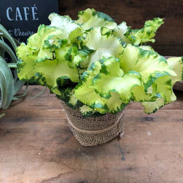 くるくるカール♡ゴールデンリング♡へデラ♡観葉植物♡インテリア♡ガーデニング 5枚目の画像